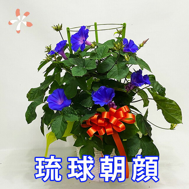 朝顔 あさがお アサガオ 鉢植え 琉球朝顔 6寸 オーシャンブルー 5月中旬~6月上旬~の発送 プレゼント ギフト お中元 父の日 誕生日 結婚記念日 鉢 栽培セット セット 苗 栽培 土 種 朝顔の種 生地 花ギフト
