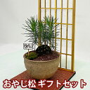 父の日 盆栽 セット 松 ギフト プレゼント 【 おやじ松 】 送料無料 花 初心者 梅 苔玉 鉢植え ミニ盆栽 花鉢 盆栽鉢 桜 盆栽 もみじ 藤 苔 花ギフ...