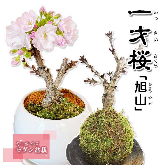 桜グッズ コスメにロフトの人気商品 本物の桜の木通販まで めざましで紹介されました 今日のおすすめはこれでした