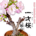 桜 盆栽 一才桜 旭山 さくら サクラ プレゼント サクラ ギフト ひな祭り 桃の節句 5月の節句 卒業 入学 送別 お供え 誕生日 結婚記念日 あさひやま 送...