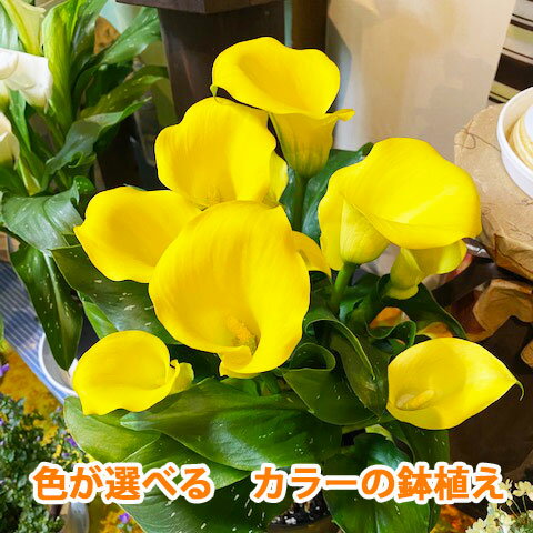 母の日 2023 父の日 お中元 カラー 4号 サイズ 鉢植え 色が選べる 花...