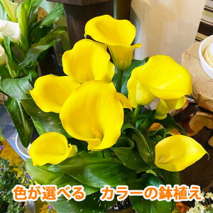 カラー 鉢植え 色が選べる 花鉢 白 黄色 ピンク 茶色 黒 ホワイトデー 卒業 送別 入学 父の日...