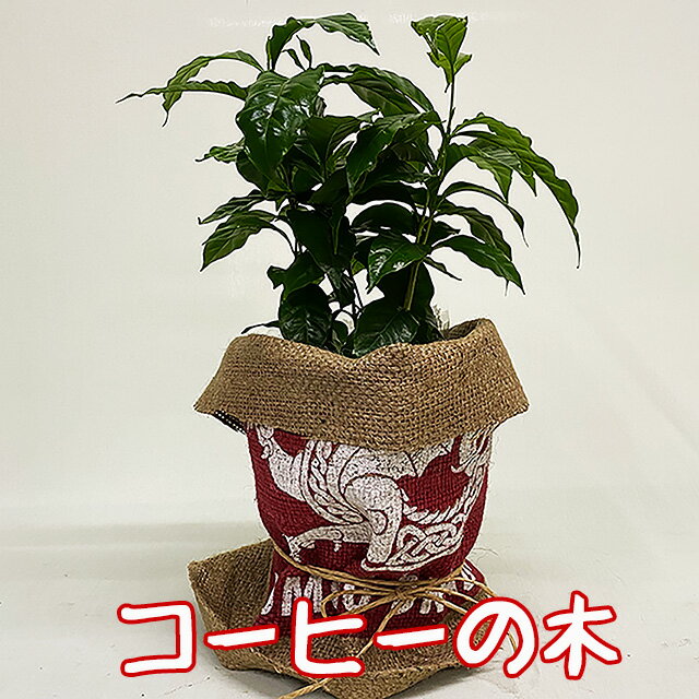 お中元 コーヒーの木 観葉植物 5寸 珈琲の木 豆袋 麻袋 ラッピング無料 プレゼント 父の日 ギフト インテリアグリーン インテリア おしゃれ 鉢 花ギフト