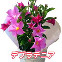 サンパラソル マンデラビラ デプラデニア 鉢植え 花 5寸 篭付き プレゼント 2025 母の日 父の日 お中元 誕生日 結婚記念日 人気 花ギフト