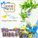 ブルーベリー 鉢植え 実付き 大粒 父の日 ギフト プレゼント ポイント消化 100円 300円 500円