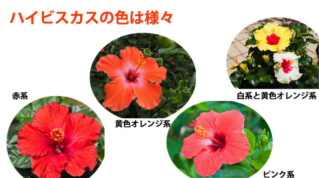 楽天市場 ハイビスカス 鉢 鉢植え 花 ロングライフハイビスカス 5号 5寸 お中元 誕生日 結婚記念日 父の日 お盆 おしゃれ ギフト 土 ロングライフ ハイビスカ柄 ハイビスカスコレクション 花ギフト 花ギフト 山形産果物野菜 花樹有 楽天市場 ハイビスカス 鉢 鉢植え 花 ロングライフハイビスカス 5号 5寸 お中元 誕生日 結婚記念日 父の日 お盆 おしゃれ ギフト 土 ロングライフ ハイビスカ柄 ハイビスカスコレクション 花ギフト 花ギフト 山形産果物野菜 花樹有
