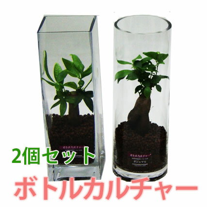 敬老の日 お彼岸 ギフト プレゼント グリーインテリア 観葉植物 送料無料 【 ボトルカルチャー 2個セット 】ハイドロカルチャー インテリア ガジュマル パキラ ソテツ ストレチア サンスベリア ポイント消化 100円 300円 500円