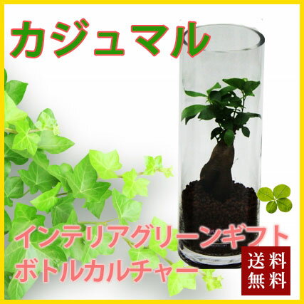 敬老の日 お彼岸 ギフト プレゼント グリーインテリア 観葉植物 送料無料 【 ボトルカルチャー ガジュマル 】ハイドロカルチャー インテリア ガジュマル パキラ ソテツ ストレチア サンスベリア ポイント消化 100円 300円 500円