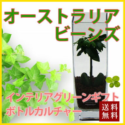 敬老の日 お彼岸 ギフト プレゼント グリーインテリア 観葉植物 送料無料 【 ボトルカルチャー オーストラリアビーンズ 】ハイドロカルチャー インテリア ガジュマル パキラ ソテツ ストレチア サンスベリア ポイント消化 100円 300円 500円