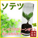 敬老の日 お彼岸 ギフト プレゼント グリーインテリア 観葉植物 送料無料 【 ボトルカルチャー ソテツ 】ハイドロカルチャー インテリア ガジュマル パキラ ソテツ ストレチア サンスベリア ポイント消化 100円 300円 500円