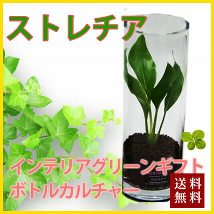 敬老の日 お彼岸 ギフト プレゼント グリーインテリア 観葉植物 送料無料 ハイドロカルチャー インテリア ガジュマル パキラ ソテツ ストレチア サンスベリア ポイント消化 100円 300円 500円