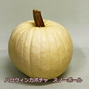 ハロウィンカボチャ ハロウィン カボチャ かぼちゃ 生 【 スノーボール 大 1個 】 飾り 巨大 置物 装飾 オブジェ パンプキン オーナメント 花ギフト ハ...