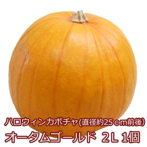 ハロウィン かぼちゃ カボチャ 生かぼちゃ 【 オータムゴールド 2L 1個 】 飾り 巨大 置物 装飾 オブジェ パンプキン オーナメント 屋外 玄関 魔女 かぼちゃの馬車 農産物 ポイント消化 100円 300円 500円