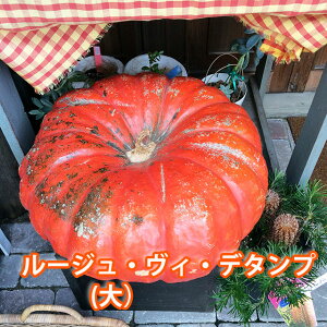 ハロウィン かぼちゃ カボチャ 生かぼちゃ ルージュヴィデタンプ　大 1個 おばけかぼちゃ 特大 飾り 巨大 置物 装飾 オブジェ パンプキン オーナメント 玄関 オブジェ 花ギフト ポイント消化 100円 300円 500円