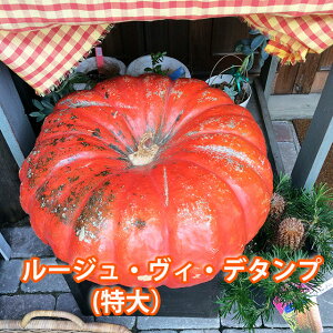 ハロウィンカボチャ ハロウィン カボチャ かぼちゃ 生 ルージュヴィデタンプ 特大 1個 おばけかぼちゃ 飾り 巨大 置物 装飾 オブジェ パンプキン オブジェ 花ギフト ハロウィンカボチャ飾り ハロウィンかぼちゃ 本物 食べれる くりぬき 販売 作り方