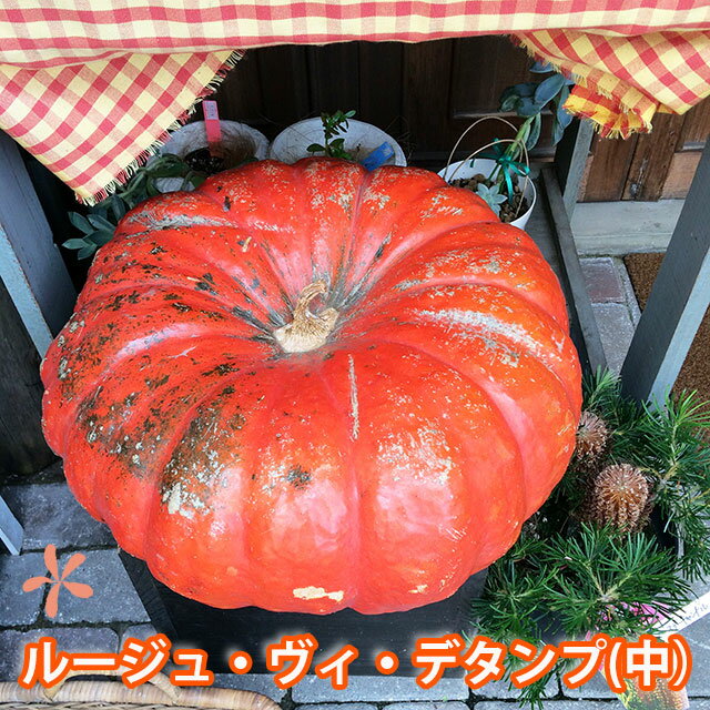 ハロウィン かぼちゃ カボチャ 生かぼちゃ ルージュヴィデタンプ 中 1個 おばけかぼちゃ 特大 飾り 巨大 置物 装飾 オブジェ パンプキン オーナメント 屋外 玄関 オブジェ 花ギフト ポイント消化 100円 300円 500円