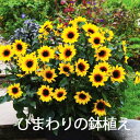 ひまわり ヒマワリ ギフト 鉢植え  2023 母の日 父の日 お中元 お中元 プレゼント 花 おしゃれ 洋風 結婚記念日 誕生日 花苗 フラワーアレンジメン ト寄せ植え 植木鉢 観葉植物 花ギフト 花束