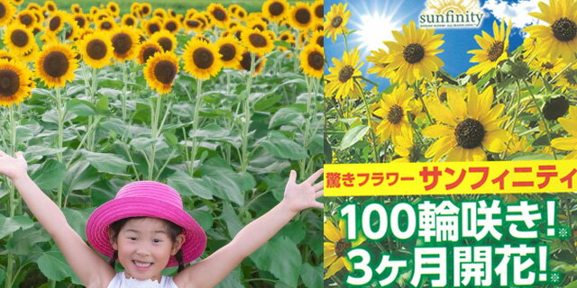 楽天市場 母の日 ひまわり ヒマワリ ギフト 鉢植え サンフィニティー 篭付 き ラッピング無料 プレゼント 花 おしゃれ 洋風 結婚記念日 誕生日 母の日 花苗 寄せ植え 植木鉢 観葉植物 花ギフト 花束 花ギフト 山形産果物野菜 花樹有