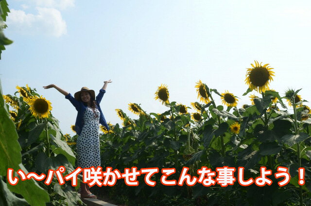 楽天市場 母の日 ひまわり ヒマワリ ギフト 鉢植え サンフィニティー 篭付 き ラッピング無料 プレゼント 花 おしゃれ 洋風 結婚記念日 誕生日 母の日 花苗 寄せ植え 植木鉢 観葉植物 花ギフト 花束 花ギフト 山形産果物野菜 花樹有 楽天市場 母の日 ひまわり ヒマワリ ギフト 鉢植え サンフィニティー 篭付 き ラッピング無料 プレゼント 花 おしゃれ 洋風 結婚記念日 誕生日 母の日 花苗 寄せ植え 植木鉢 観葉植物 花ギフト 花束 花ギフト 山形産果物野菜 花樹有