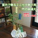 七夕 笹 鉢植え 送料無料 【 七夕飾り ミニバンブー ( 短冊付き ) 】 バンブー 青竹 笹竹 処理 ポイント消化 100円 300円 500円