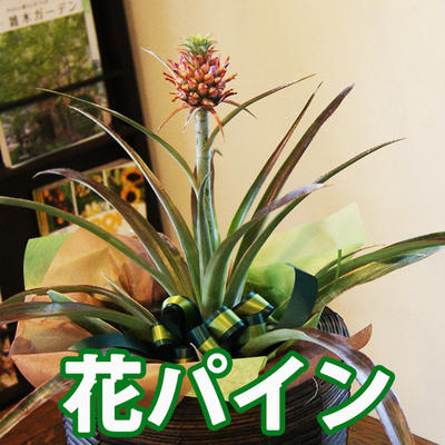 楽天市場 パイナップル 鉢植え 送料無料 サンゴパイン ミニパイン 鉢物 花パイン 鉢カバー付き 花パイン 育て方 通販 切り花 スタールージュ 植え替え 販売 農産物 ポイント消化 100円 300円 500円 花ギフト 山形産果物野菜 花樹有