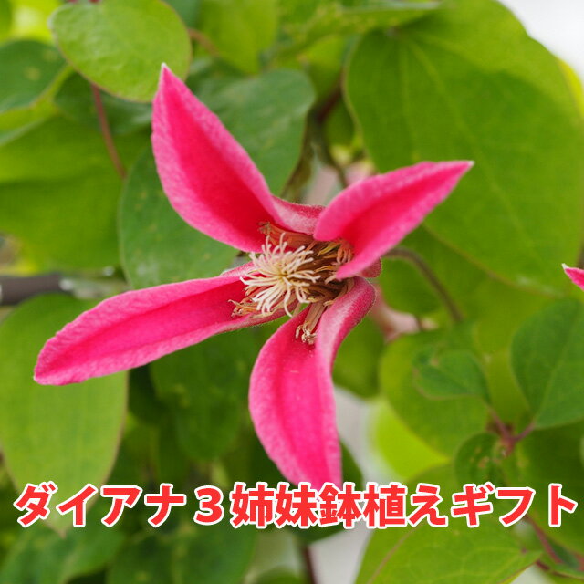 クレマチス 花の鉢植え クレマチス テッセン 母の日 2024 プレゼント 【 クレマチス ダイアナプリンセス ダイアナ 花 】 クレマチス花言葉 父の日 誕生日 結婚記念日 四季咲き 花言葉 クレマチス育て方 クレマチスの花 白万重 流星 水面の妖精 フェンス モンタナ ベル 八重 花ギフト ポイント消化