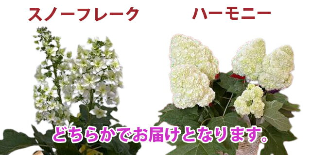 楽天市場 お中元 アジサイ カシワバアジサイ 送料無料 鉢植え 柏葉アジサイ ギフト スノーフレーク あじさい 柏葉紫陽花 紫陽花 アジサイ 西洋アジサイ ガクアジサハイドランジア 花ギフト ポイント消化 100円 300円 500円 花ギフト 山形産果物野菜 花樹有 楽天市場 お中元 アジサイ カシワバアジサイ 送料無料 鉢植え 柏葉アジサイ ギフト スノーフレーク あじさい 柏葉紫陽花 紫陽花 アジサイ 西洋アジサイ ガクアジサハイドランジア 花ギフト ポイント消化 100円 300円 500円 花ギフト 山形産果物野菜 花樹有