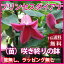クレマチス テッセン プリンセスダイアナ 送料無料【 鉢植え 篭無し ラッピング無し 咲き終わりの鉢植え 】販売 四季咲き 八重 常緑 ペパーミント 青 ピンク ダイアナ 誕生日 結婚記念日 花ギフト ポイント消化 100円 300円 500円
