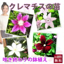 クレマチス テッセン 苗 送料無料 【 クレマチス 鉢植え 苗 花無し 篭無し 植栽用 】販売 四季咲き 八重 常緑 誕生日 結婚記念日 花ギフト ポイント消化 100円 300円 500円