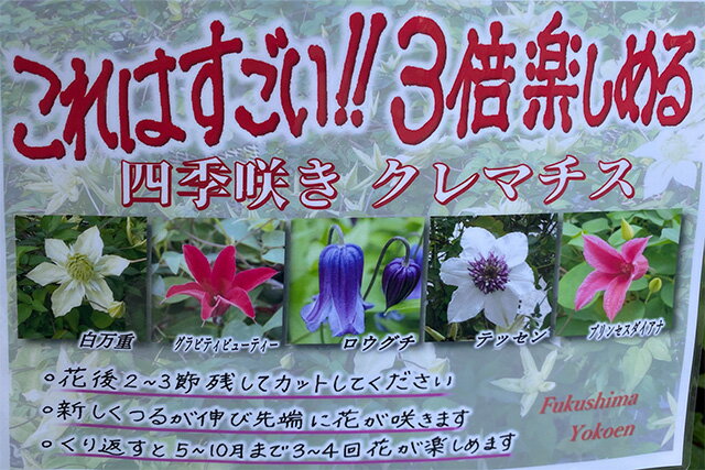 楽天市場 クレマチス テッセン 四季咲き 苗 3個まとめ買い 白万重 シロマンエ 篭口 ロウグチ グラビューティー 送料無料 販売 四季咲き 八重 常緑 ペパーミント 青 ピンク プリンセスダイアナ ダイアナ 誕生日 結婚記念日 花ギフト 花ギフト 山形産果物野菜 花樹有