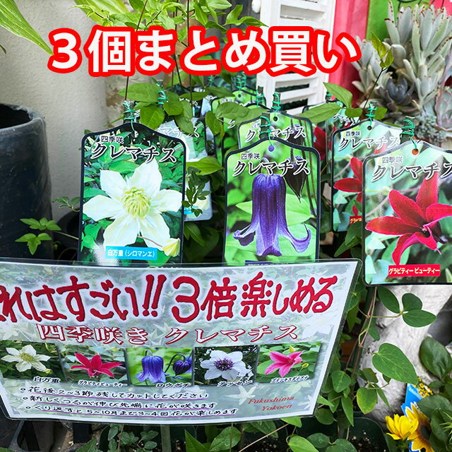 楽天市場】クレマチス 八重咲きの通販 楽天市場】クレマチス 八重咲きの通販