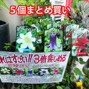 いい夫婦の日 クレマチス テッセン 四季咲き 苗 【 5個まとめ買い 白万重 プリンセスダイアナ シロマンエ 篭口 ロウグチ グラビューティー 】 送料無料 販売 四季咲き 八重 常緑 ペパーミント 青 ピンク プリンセスダイアナ ダイアナ 誕生日 結婚記念日 花ギフト