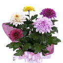 ピンポン菊 ピンポンマム プレゼント 5寸 5号 菊 マム 誕生日 結婚記念日 敬老の日 お彼岸 お中元 お盆 ギフト 苗 鉢植え 花ギフト 生花 花材 種 ア...