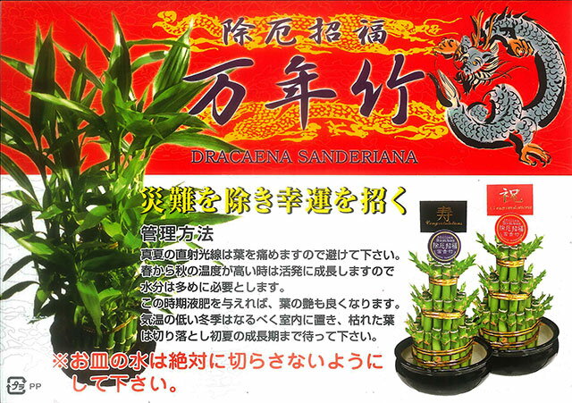 敬老の日 ミリオンバンブー 開店 観葉植物 100円 送料無料 開運竹 300円 富貴竹 ハイドロカルチャー サンデリーナ 誕生日 開店 厄除け 結婚記念日 育て方 風水 竹 シュロチク 観葉植物 ミリオンバンブー 特大 ミリオンバンブー ７ ８段積 送料無料 開運竹 お彼岸