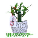 観葉植物 ミリオンバンブー 【 ミニ フクロウの器入り 】 母の日 送別 入学 創業 お彼岸 ハロウィン クリスマス 歳祝 受賞 富貴竹 水耕栽培 ミニ ハイドロカルチャー サンデリーナ 誕生日 開店 厄除け 結婚記念日 風水 竹 シュロチク ポイント消化 花ギフト