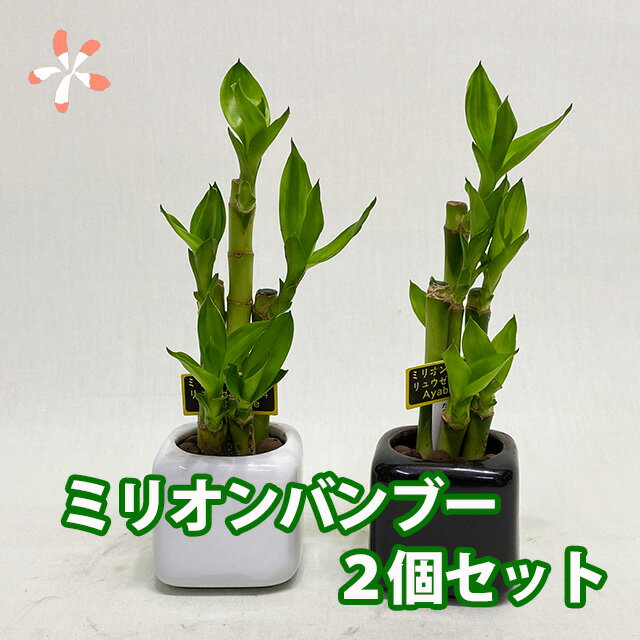 観葉植物 ミリオンバンブー 【 ミニ ギフト 2個 セット 】 母の日 送別 入学 創業 お彼岸 ハロウィン クリスマス 歳祝 受賞 富貴竹 水耕栽培 ミニ ハイドロカルチャー サンデリーナ 敬老の日 誕生日 開店 厄除け 結婚記念日 風水 竹 シュロチク 花ギフト