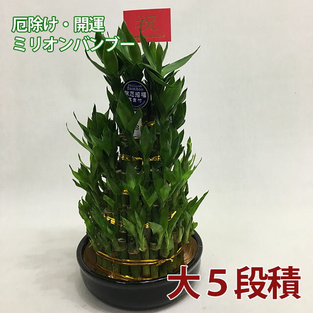 観葉植物 ミリオンバンブー  母の日 送別 入学 創業 お彼岸 ハロウィン クリスマス 歳祝 受賞 富貴竹 水耕栽培 ミニ ハイドロカルチャー サンデリーナ 誕生日 開店 厄除け 敬老の日 結婚記念日 風水 竹 シュロチク 花ギフト