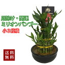 観葉植物 【 小 ミリオンバンブー 3段積 】 母の日 父の日 卒業 お中元 お盆 送別 入学 創業 お彼岸 敬老の日 ハロウィン クリスマス 歳祝 受賞 富貴...
