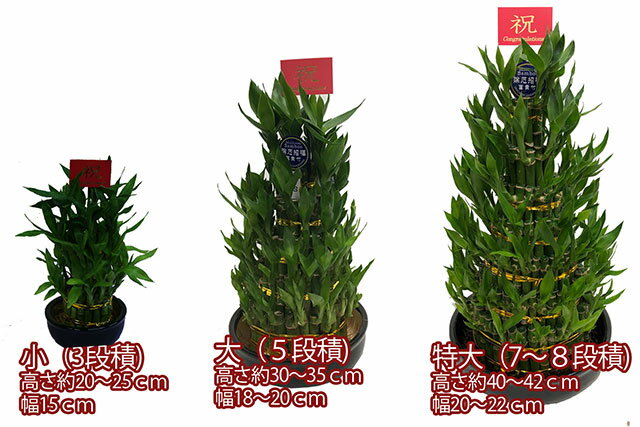 敬老の日 ミリオンバンブー 開店 観葉植物 100円 送料無料 開運竹 300円 富貴竹 ハイドロカルチャー サンデリーナ 誕生日 開店 厄除け 結婚記念日 育て方 風水 竹 シュロチク 観葉植物 ミリオンバンブー 特大 ミリオンバンブー 7 8段積 送料無料 開運竹 お彼岸 敬老の日 ミリオンバンブー 開店 観葉植物 100円 送料無料 開運竹 300円 富貴竹 ハイドロカルチャー サンデリーナ 誕生日 開店 厄除け 結婚記念日 育て方 風水 竹 シュロチク 観葉植物 ミリオンバンブー 特大 ミリオンバンブー 7 8段積 送料無料 開運竹 お彼岸