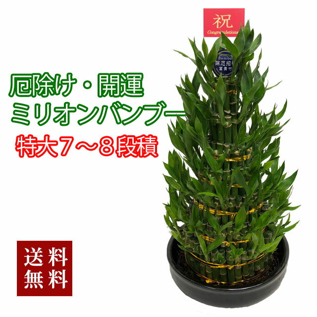 敬老の日 ミリオンバンブー 観葉植物 風水 送料無料 開運竹 シュロチク 富貴竹 ハイドロカルチャー サンデリーナ 誕生日 結婚記念日 開店 厄除け 結婚記念日 育て方 風水 竹 シュロチク 観葉植物 ミリオンバンブー 特大 ミリオンバンブー ７ ８段積 送料無料 開運竹