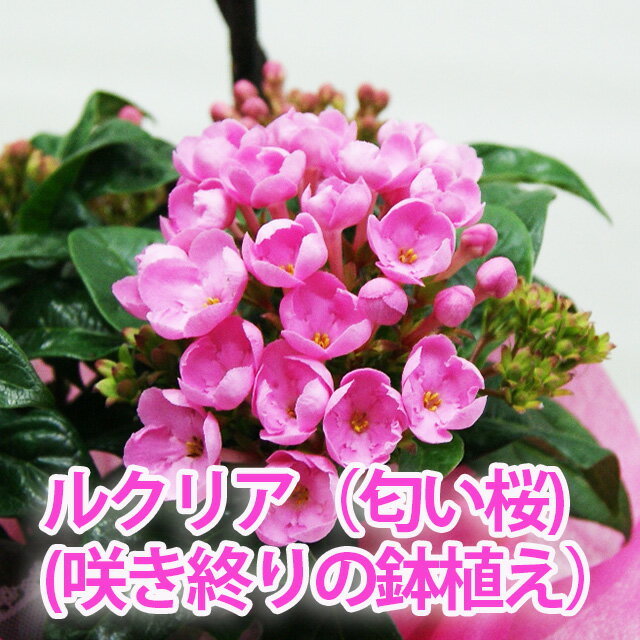 ルクリア 咲き終り 育てて楽しむ 鉢植えの花 花 送料無料 鉢植え 鉢植えの花 苗 アッサム ニオイザクラ ルクリア 植栽 敬老の日 お彼岸 誕生日 結婚記念日 クリスマス スイートルビー 花ギフト…