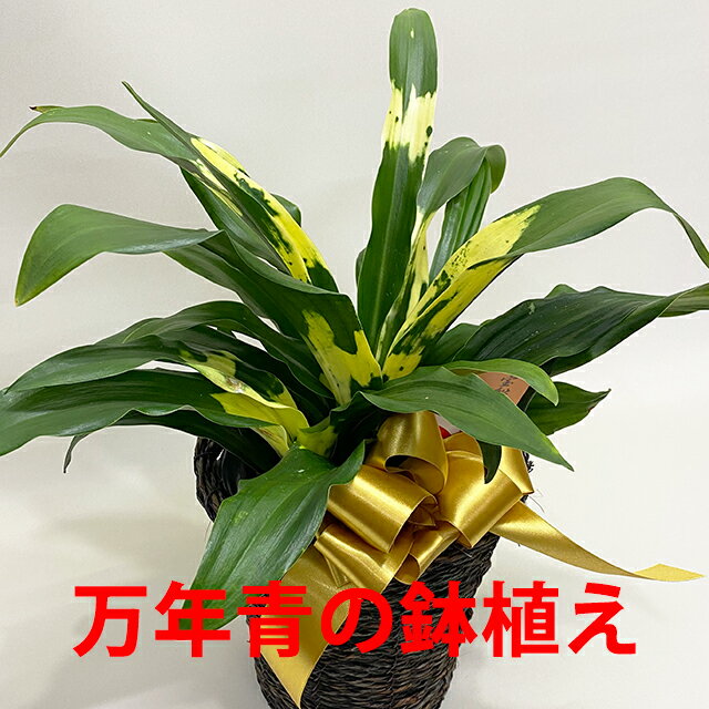 長寿草のオモト 万年青 オモト おもと 【 万年青の鉢植え 篭付き 】 プレゼント 引っ越し祝い 実 種類 花 育て方 土 玄関 生け花 神楽坂 鉢 葉が黄色 販売 縁起 植え替え 育て方 高級 花ギフト