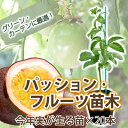 パッションフルーツ苗 送料無料 ギフト ケイソウ 苗 パッションフルーツ 【 今年実が生る パッションフルーツ 苗木 20本 】 グリーンカーテン 日よけ 果物...