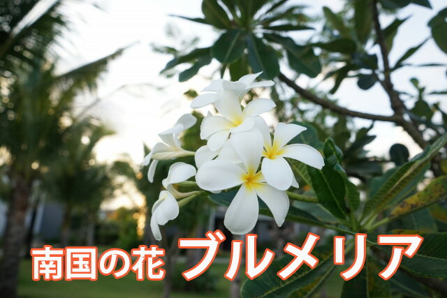 鉢植え 肥料 篭付き ５寸 ギフト 色おまかせ プルメリア ５号 誕生日 ５寸 苗 結婚記念日 ラッピング無料 お中元 母の日 父の日 プルメリア 鉢植え ギフト 色おまかせ 篭付き ラッピング無料 ５寸 ５号 誕生日 結婚記念日 敬老の日 父の日
