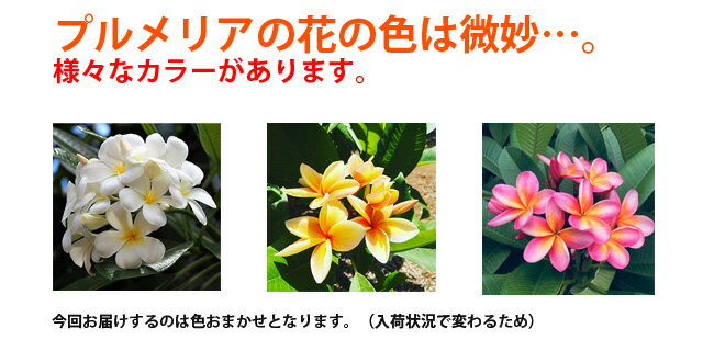 鉢植え 肥料 篭付き ５寸 ギフト 色おまかせ プルメリア ５号 誕生日 ５寸 苗 結婚記念日 ラッピング無料 お中元 母の日 父の日 プルメリア 鉢植え ギフト 色おまかせ 篭付き ラッピング無料 ５寸 ５号 誕生日 結婚記念日 敬老の日 父の日