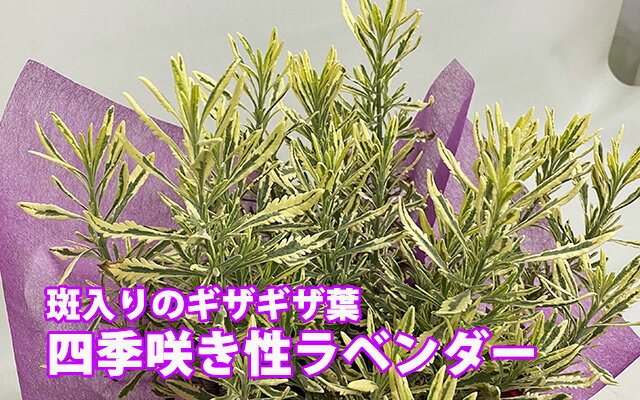 楽天市場 ラベンダー 花 ギフト 送料無料 イングリッシュラベンダー アラルディー メロー 斑入り ギザギザ葉 5寸 イングリッシュ 鉢植え 鉢 香り 富良野 ポイント消化 100円 300円 500円 花ギフト 花ギフト 山形産果物野菜 花樹有