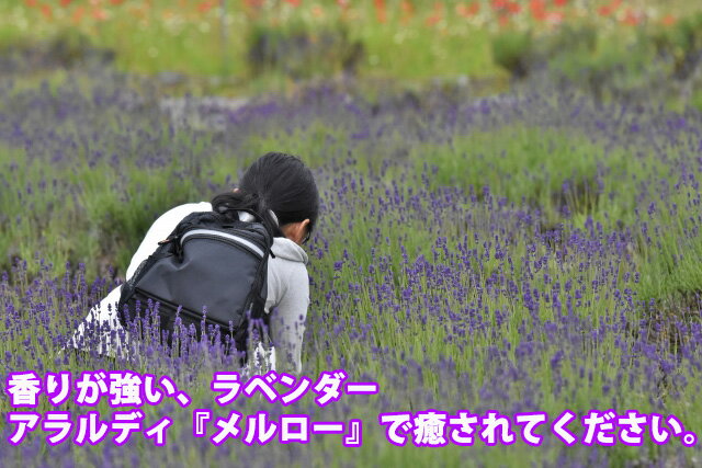 楽天市場 ラベンダー 花 ギフト 送料無料 イングリッシュラベンダー アラルディー メロー 斑入り ギザギザ葉 5寸 イングリッシュ 鉢植え 鉢 香り 富良野 ポイント消化 100円 300円 500円 花ギフト 花ギフト 山形産果物野菜 花樹有 楽天市場 ラベンダー 花 ギフト 送料無料 イングリッシュラベンダー アラルディー メロー 斑入り ギザギザ葉 5寸 イングリッシュ 鉢植え 鉢 香り 富良野 ポイント消化 100円 300円 500円 花ギフト 花ギフト 山形産果物野菜 花樹有