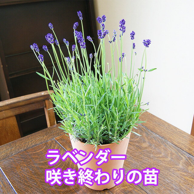 ラベンダー 花の鉢植え ラベンダー 苗 咲き終わり イングリッシュラベンダー 3個セット 花 鉢植え 送料無料 イングリッシュ 鉢植え 鉢 フレンチラベンダー 香り 育て方 苗 富良野 ポイント消化円 花ギフト