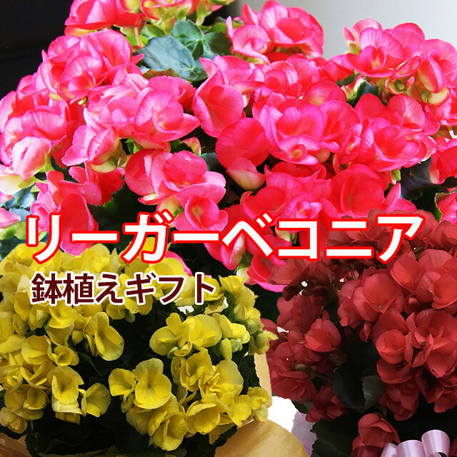 ベゴニア 花の鉢植え ベコニア リーガーベコニア リーガスベコニア リーガースベゴニア 3色から選べる エラチオールベコニア ギフト プレゼント 鉢植え 父の日 お中元 お中元 敬老の日 お歳暮 誕生日 結婚記念日 結婚祝い 画像 送料無料 苗 鉢花 花ギフト ポイント消化