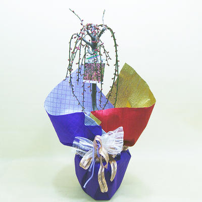 梅 盆栽 うめ 梅の木 鉢植え プレゼント 送料無料 しだれ梅 ギフト 誕生日 結婚記念日 歳祝い 新築祝い お歳暮 花ギフト 卒業 入学 ホワイトデー ひな祭り 桃の節句のサムネイル